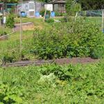 Arthur grden and allotment 009
