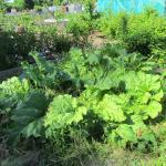 Arthur grden and allotment 011