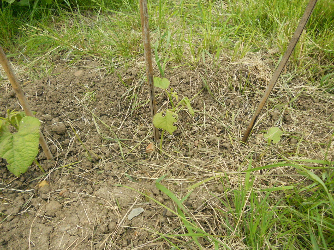 DSCN0344.JPG
