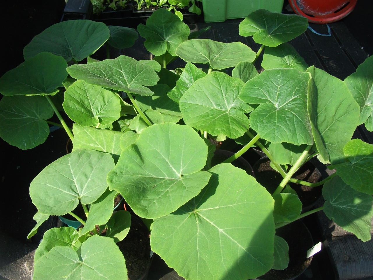 DSCF5023