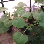 DSCF5032
