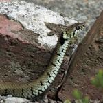 Grass Snake 1