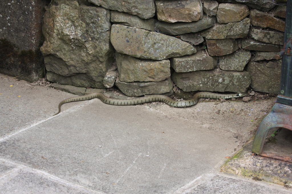 Grass Snake 3