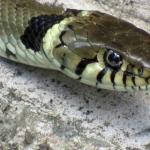Grass Snake 4