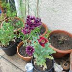 Black poppies and artichokes 004