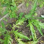 Black poppies and artichokes 005