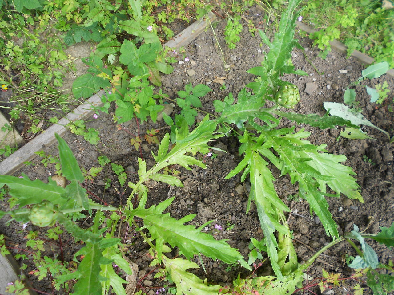 Black poppies and artichokes 005