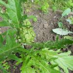 Black poppies and artichokes 006