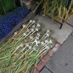 DSCF5382