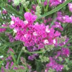 DSCF5466