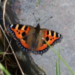 small tortoiseshell