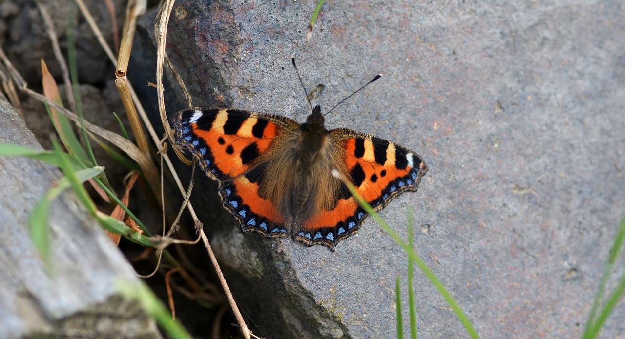 small tortoiseshell