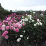 DSCF5507