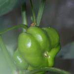 DSC05457