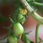 yellow pearshaped toms
