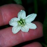 padron flower
