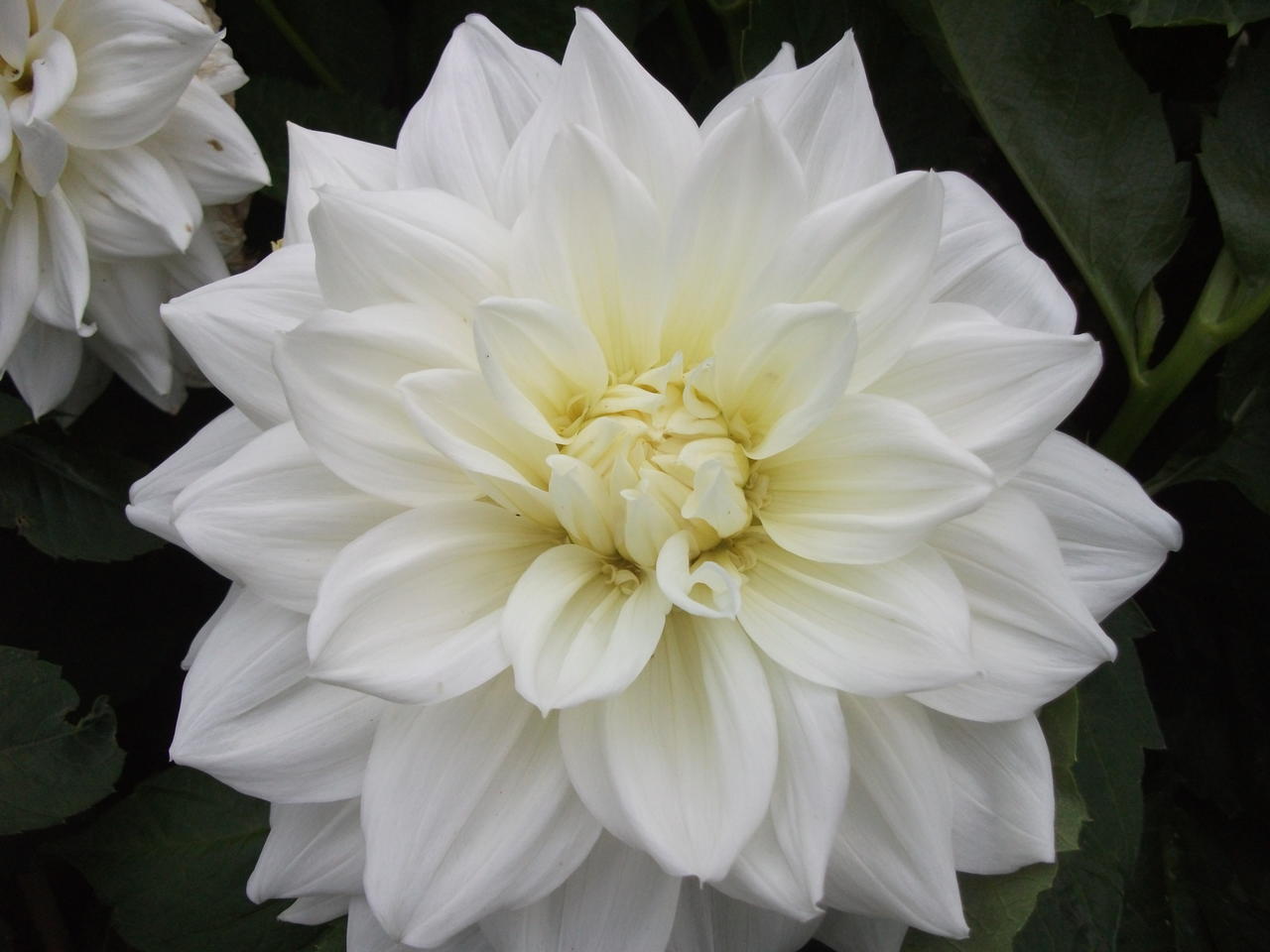 DSCF5594