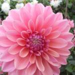 DSCF5595
