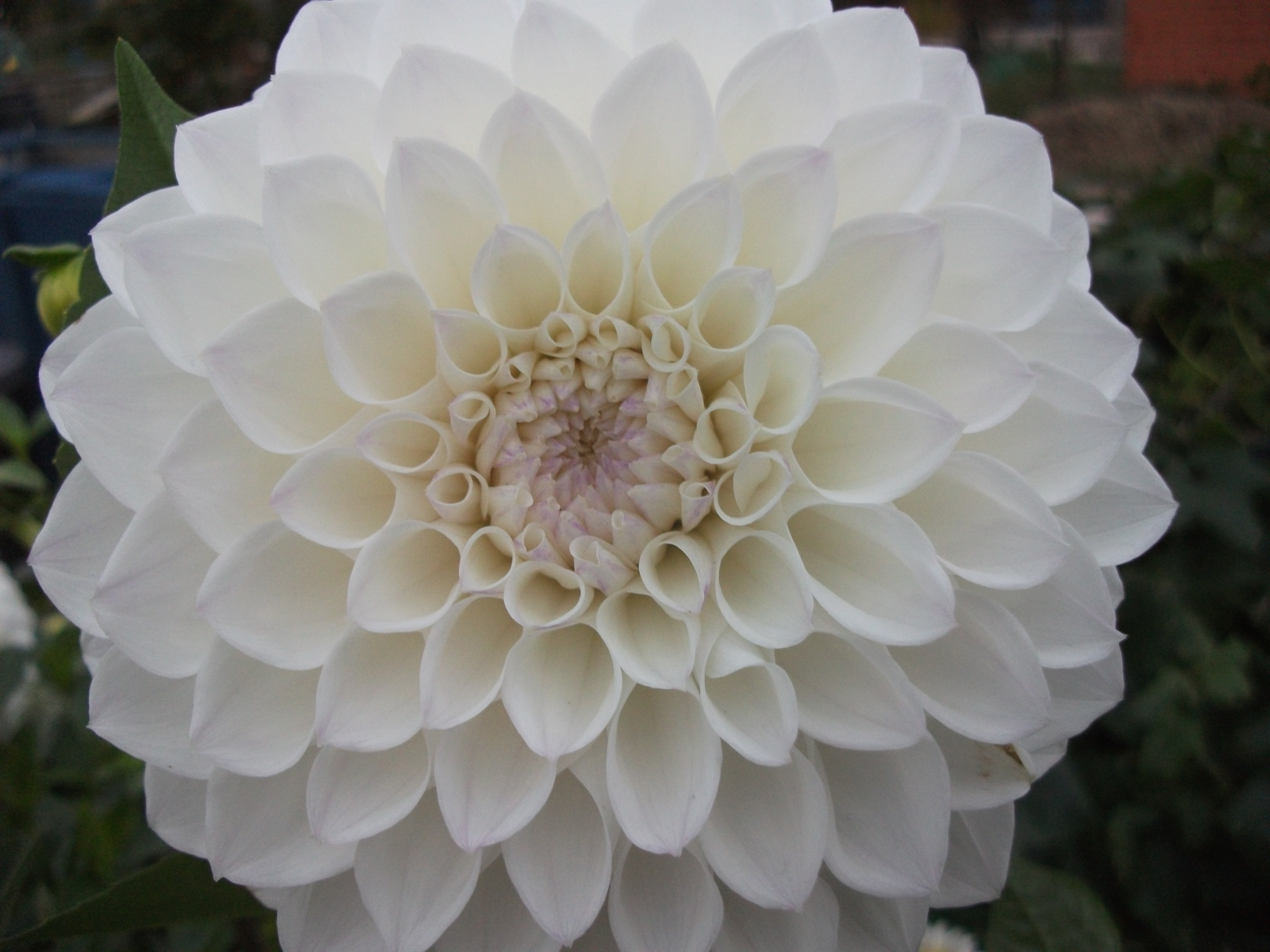 DSCF5596