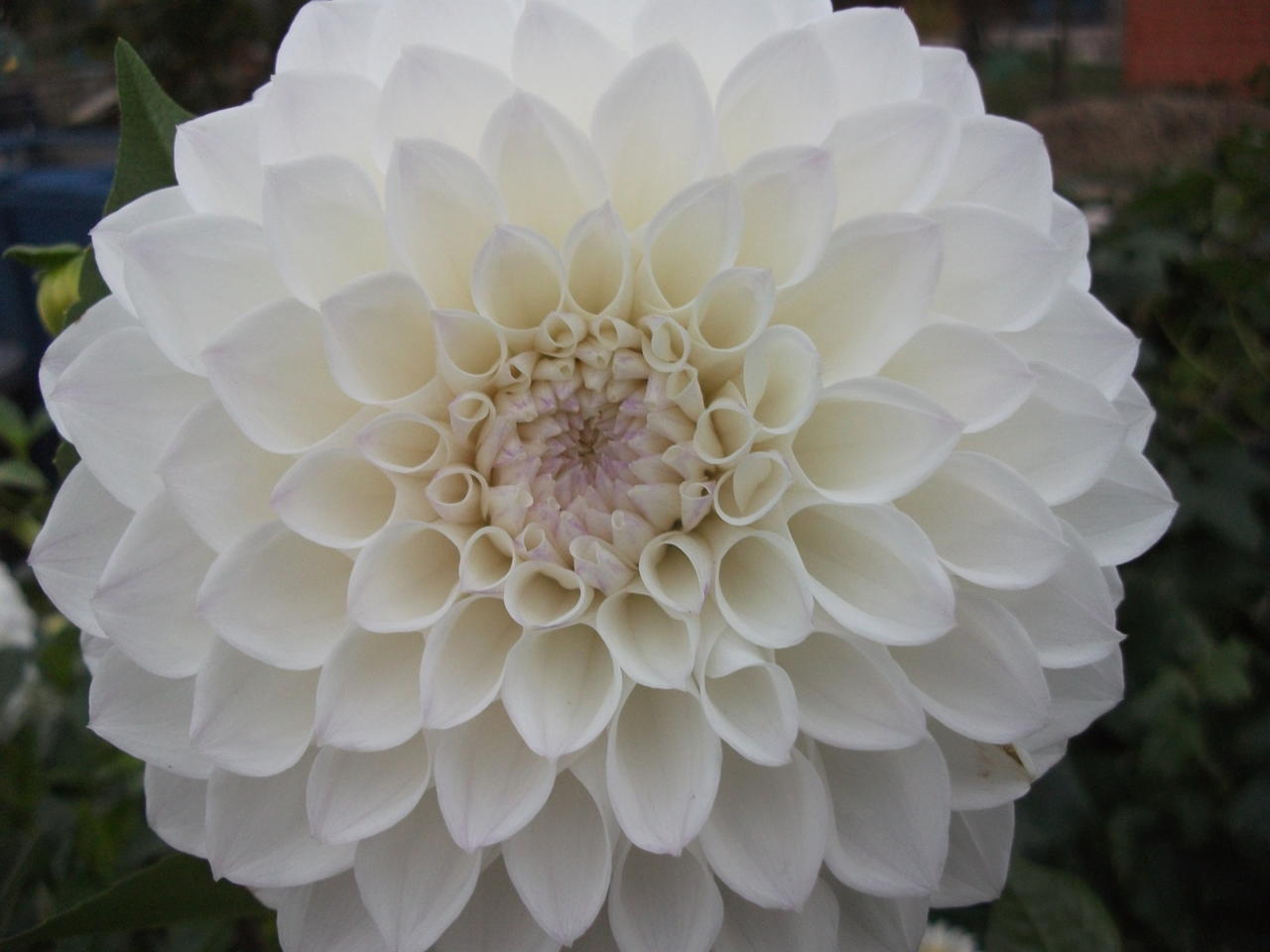 DSCF5596