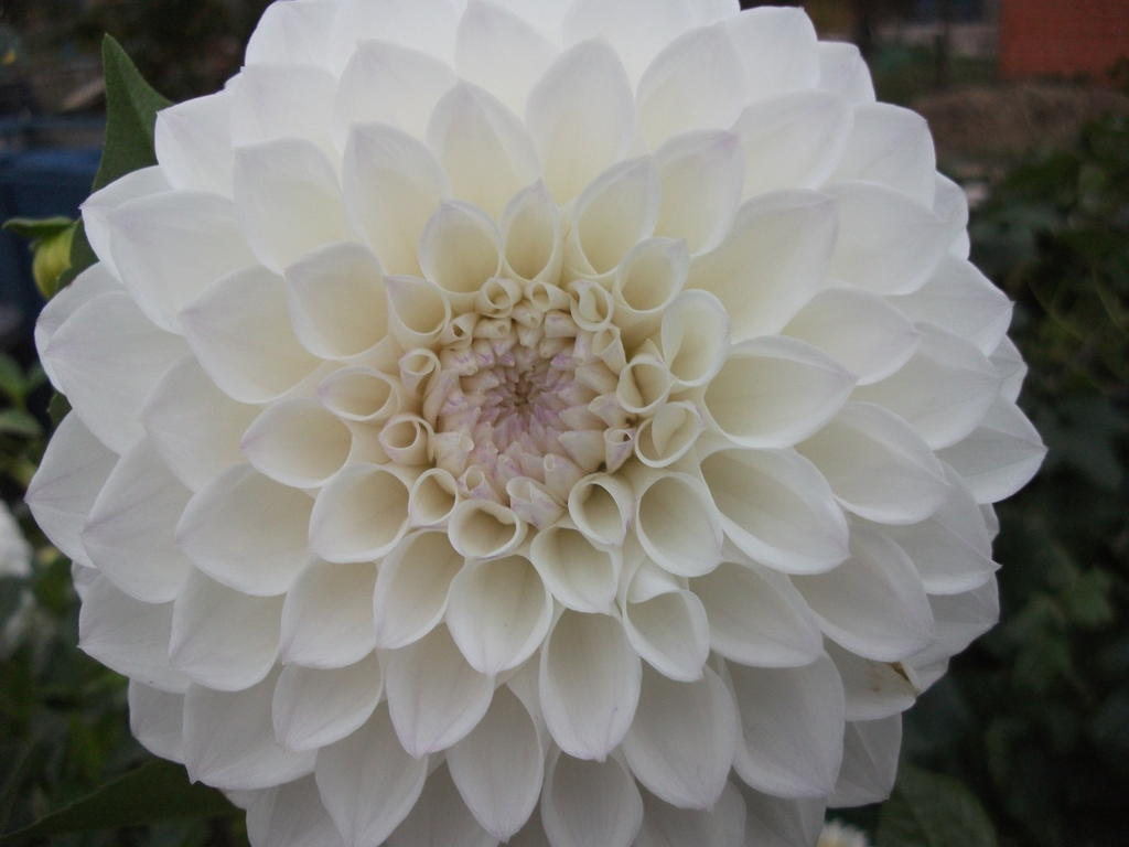 DSCF5596