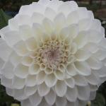 DSCF5597