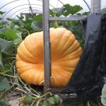 DSCF5608