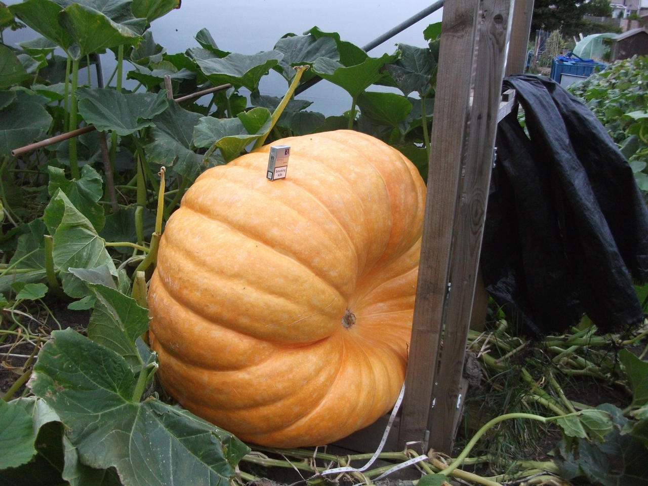 DSCF5612