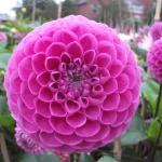 DSCF5616