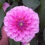 DSCF5617