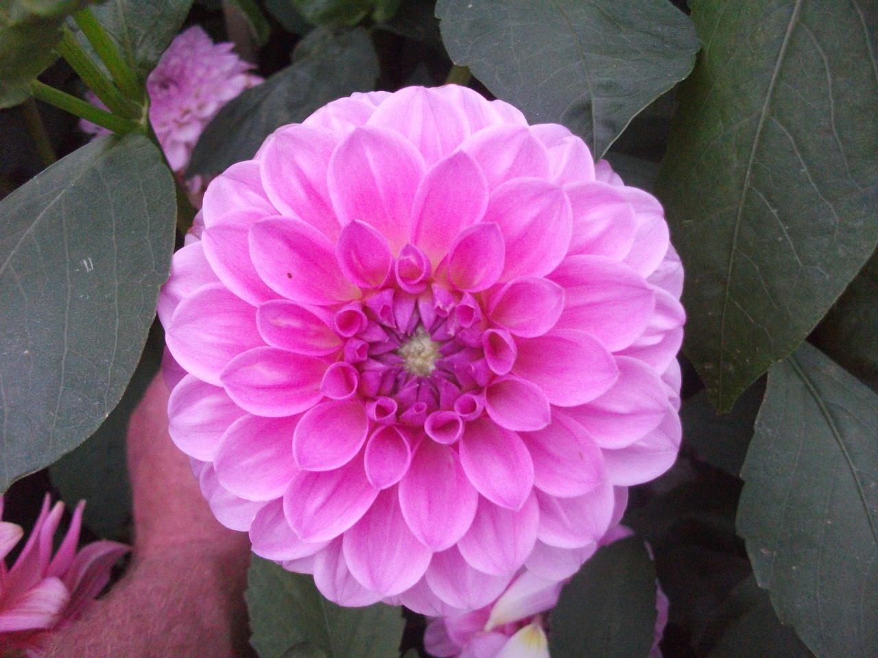 DSCF5617