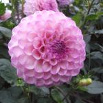 DSCF5620