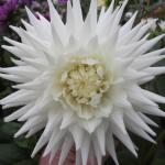 DSCF5624