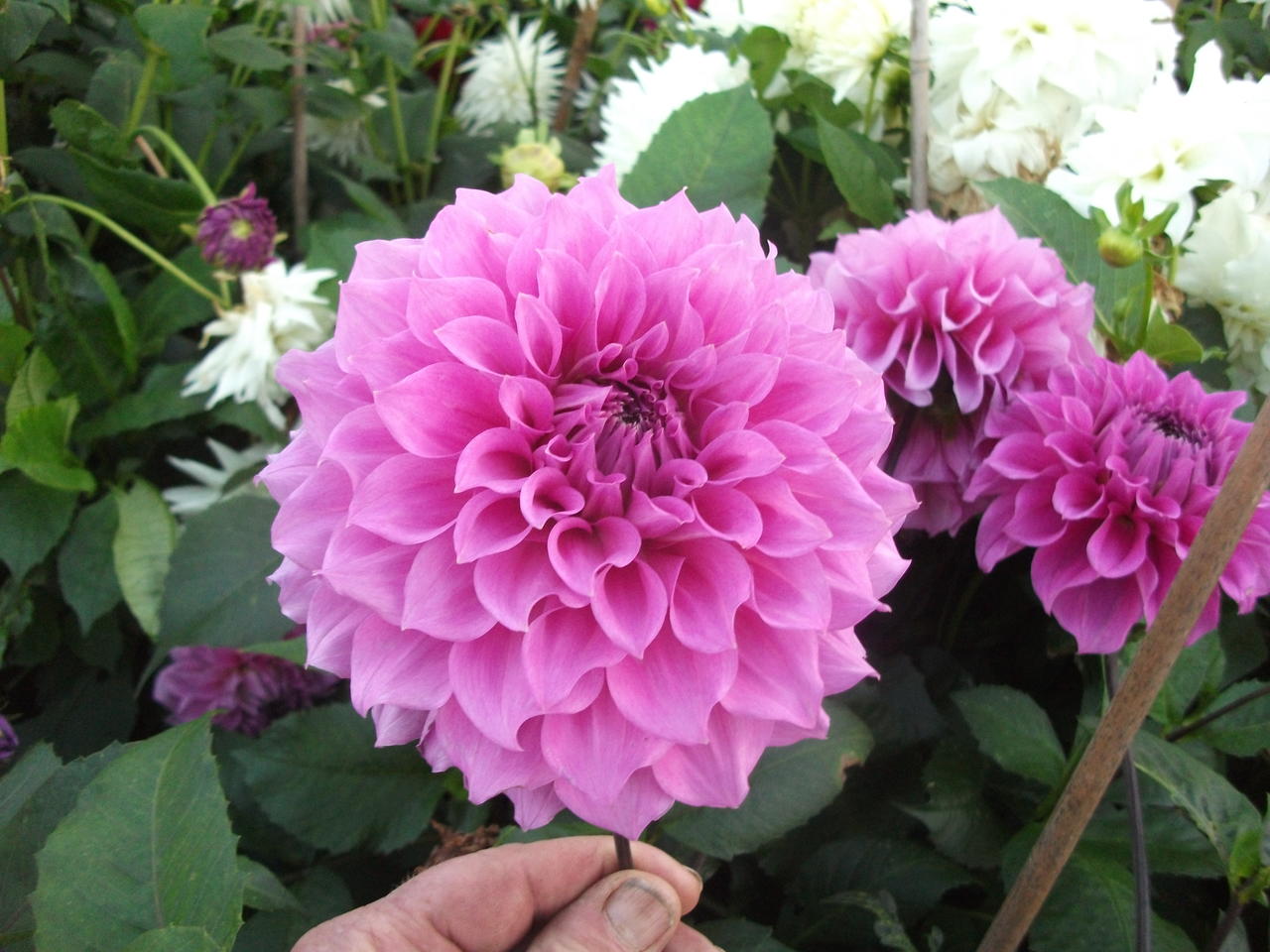 DSCF5678