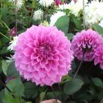DSCF5679