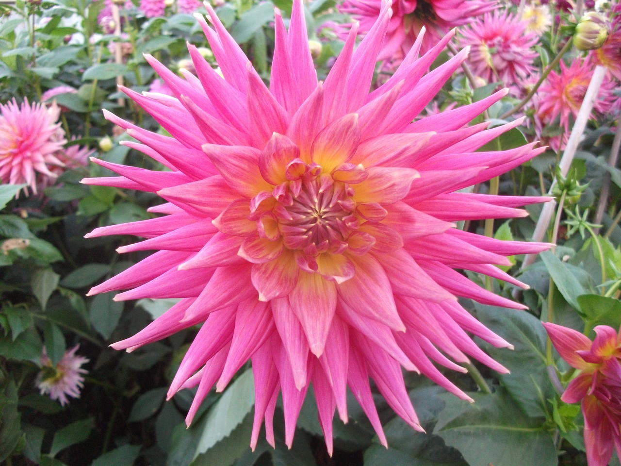 DSCF5680
