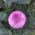 DSCF5684