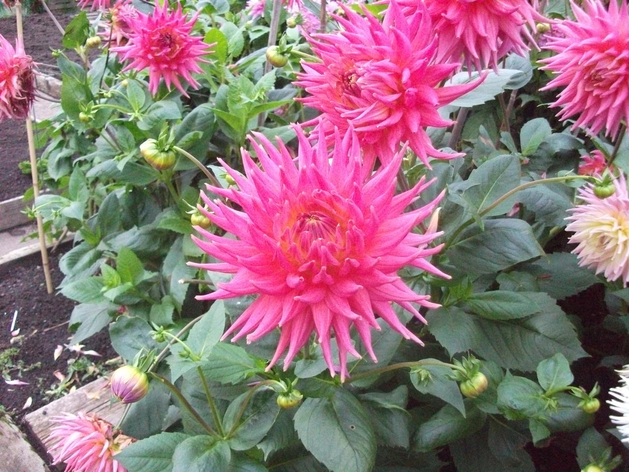 DSCF5710