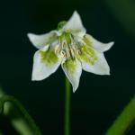 lemon drop flower2