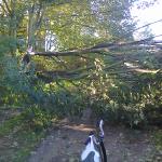 tree_0