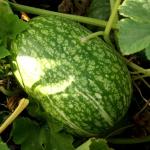 shark fin melon