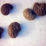 POPPY SEED ORIGINAL
