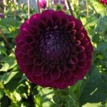 DSCF5789