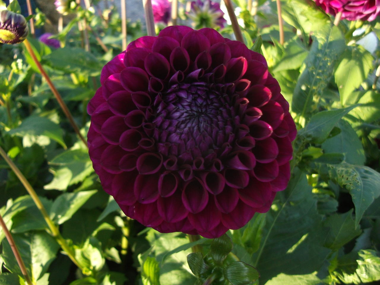 DSCF5789