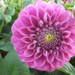 DSCF5819