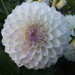 DSCF5821