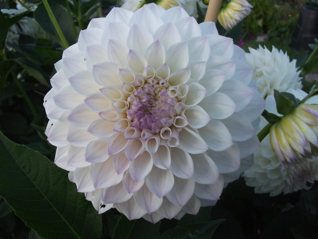DSCF5821