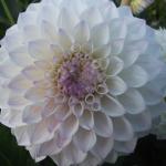 DSCF5822