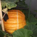 DSCF5844