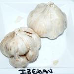 iberian wight